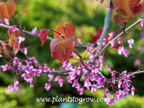 Forest Pansy Red Bud (Cercis canadensis)
 Early In the season.  The leaves are just starting to emerge and the flowers will now start fading.